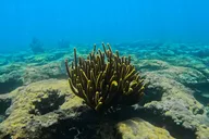 Phil Foster Park Snorkel Tour 2.5 Hours thumbnail 6