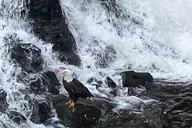 Ketchikan Custom Island Tour thumbnail 1