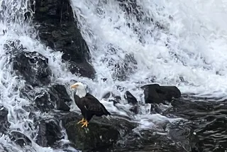 Ketchikan Custom Island Tour