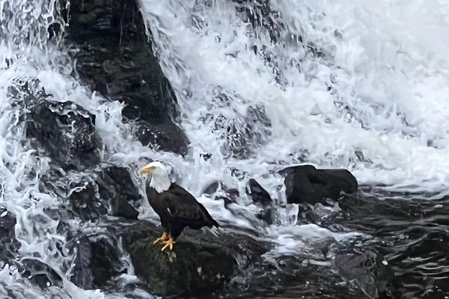 Ketchikan Custom Island Tour - Image 1