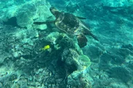 Lahaina Snorkeling Tour at Olowalu Reef thumbnail 2