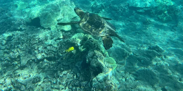 Lahaina Snorkeling Tour at Olowalu Reef - Image 2