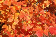 Connecticut Maple Foliage Tour From New York thumbnail 5