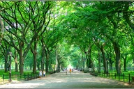 New York City Central Park Walking Tour thumbnail 4