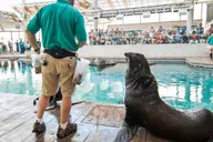 Boston New England Aquarium Admission thumbnail 3