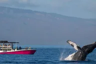 Lahaina Whale Watching Tour at Sunrise 2 hr thumbnail 3
