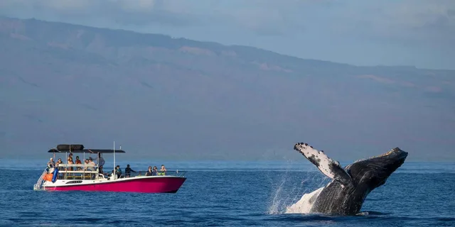 Lahaina Whale Watching Tour at Sunrise 2 hr - Image 3