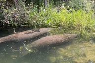 Crystal River Tandem Kayak Rental with Manatees 3 hr thumbnail 4
