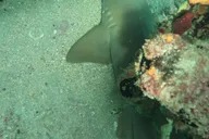 Atlantic Ocean Snorkeling Experience 90 Min thumbnail 1