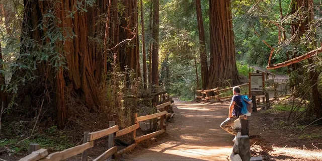 San Francisco Muir Woods & Wine Country Tour with Lunch - Image 4