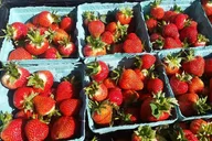 New York Farm and Outlet Shopping Tour thumbnail 6