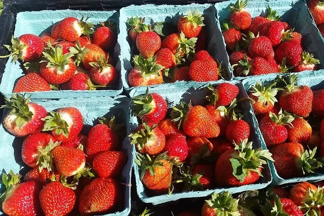New York Farm and Outlet Shopping Tour - Image 6