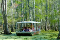 New Orleans Swamp and Bayou Boat Tour thumbnail 1