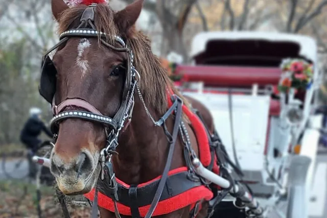 New York City Central Park Horse Carriage Tour - Image 4