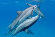 Kailua-Kona Dolphin Watch and Snorkel Tour thumbnail 2