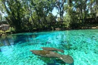 Crystal River Kayak Rental thumbnail 3
