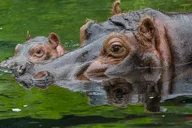 San Diego Zoo Admission Ticket thumbnail 3