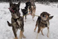 Fairbanks Dog Sledding Adventure Overnight thumbnail 6