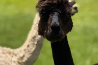 Maui Alpaca Tour on the Road to Hana thumbnail 2