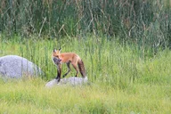Yellowstone and Grand Teton National Parks Day Tour thumbnail 5