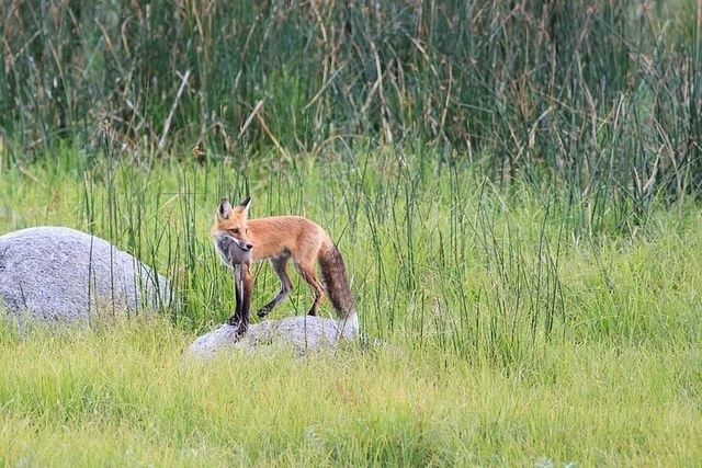 Yellowstone and Grand Teton National Parks Day Tour - Image 5