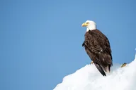Grand Teton Wildlife Private Guided Tour thumbnail 6