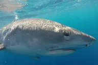 Oahu Shark Cage Diving North Shore 2 hr thumbnail 5