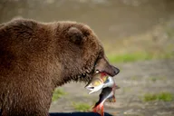 Katmai and Lake Clark Bear Viewing Adventure thumbnail 3
