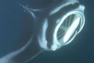 Kona Manta Ray Night Snorkel Adventure thumbnail 5