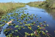 Miami Everglades Airboat & Wildlife Experience thumbnail 2