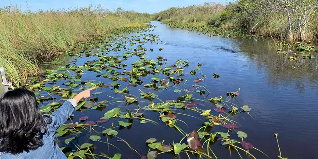 Miami Everglades Airboat & Wildlife Experience - Image 2