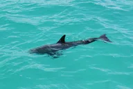 Miami Key West Dolphin Discovery and Snorkeling thumbnail 5
