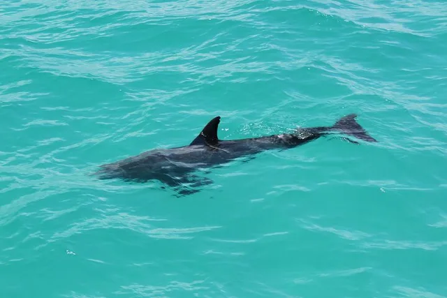 Miami Key West Dolphin Discovery and Snorkeling - Image 5