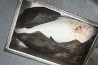 Hoonah Halibut Fishing thumbnail 5