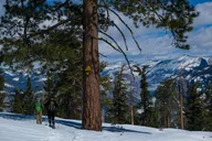Yosemite Snowshoeing Adventure from Badger Pass thumbnail 2