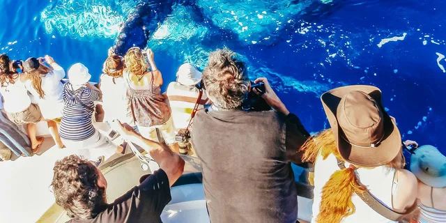 Newport Beach Whale Watching Tour 2 hr - Image 3