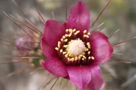 Anaheim Nature Walk and Hike Tour thumbnail 6
