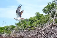 Fort Lauderdale Mangrove Kayak Eco Tour thumbnail 5