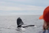 Newport Beach Whale and Dolphin Watching Tour 2 hr thumbnail 3