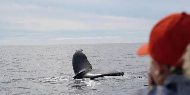 Newport Beach Whale and Dolphin Watching Tour 2 hr - Image 3