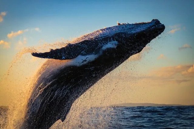 Waikiki Whale Watching Cruise at Sunset 2 hr - Image 5