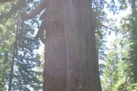 Las Vegas to San Francisco National Parks Tour thumbnail 6