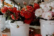 Seattle Pike Place Market Tasting Tour Early-Bird 2 hr thumbnail 5
