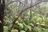Kona Big Island Volcano Adventure thumbnail 3