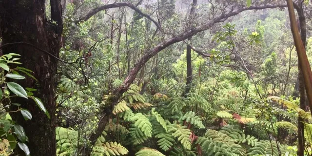 Kona Big Island Volcano Adventure - Image 3