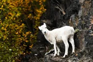 Anchorage Wilderness Photo Tour thumbnail 4