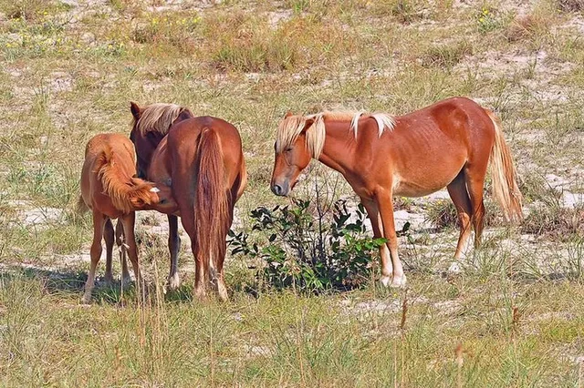 Corolla Wild Horse 4WD Tour 2 hr - Image 2