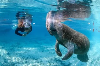 Crystal River Manatee Swim Tour