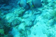 Key West Reef Dive Trip thumbnail 5