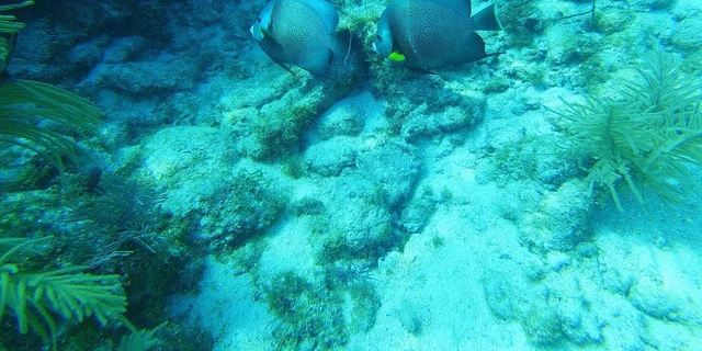 Key West Reef Dive Trip - Image 5